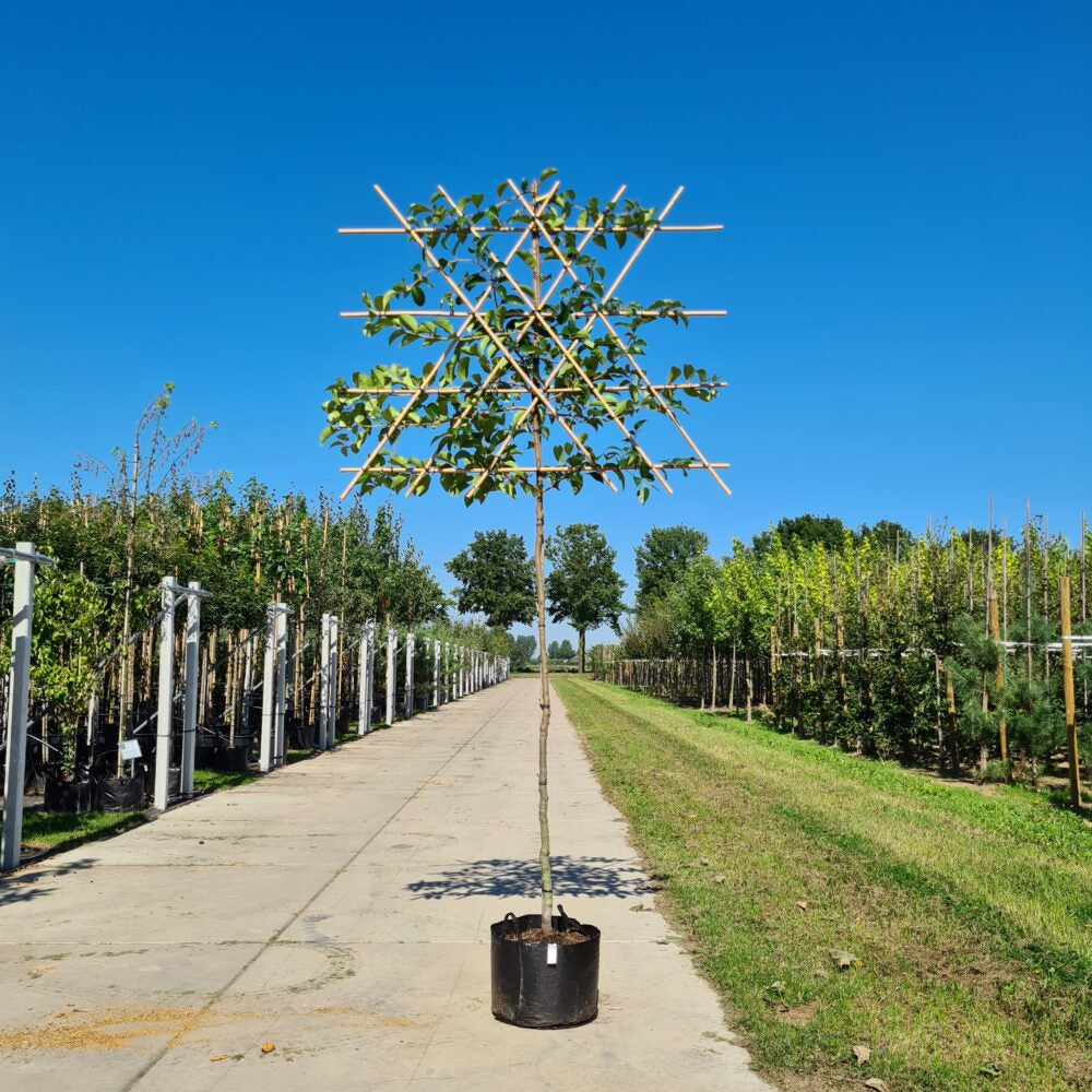 Prunus lusitanica Tico leiboom