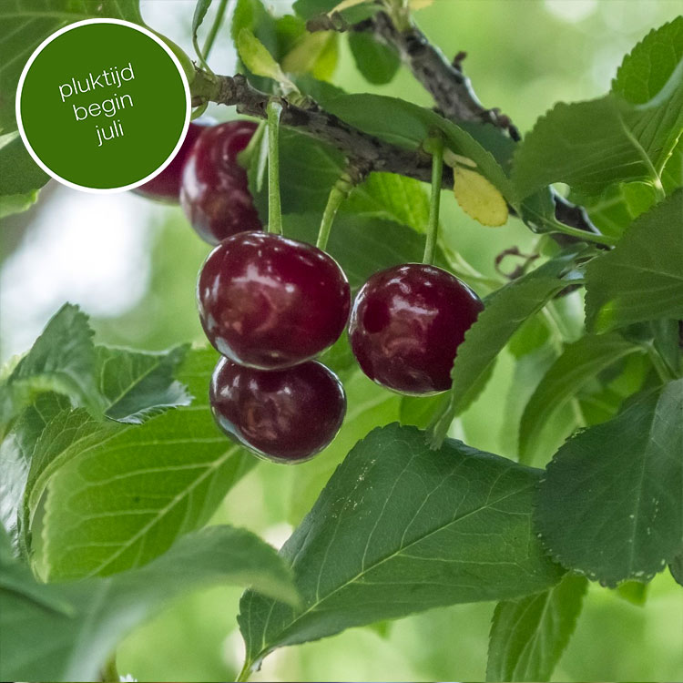 Kersenboom Prunus Varikse Zwarte (zoet)
