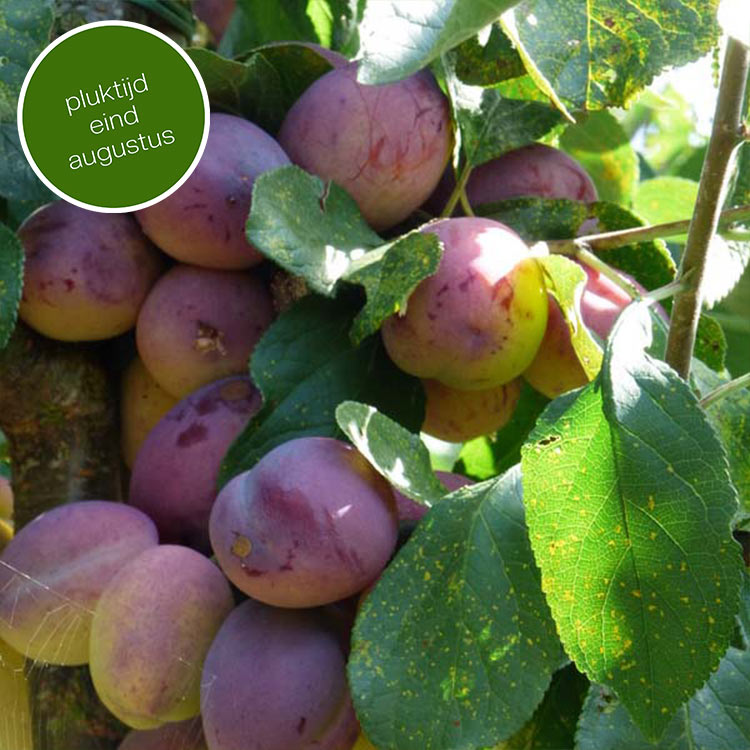 Pruimenboom Prunus d. Victoria (zoetzuur)