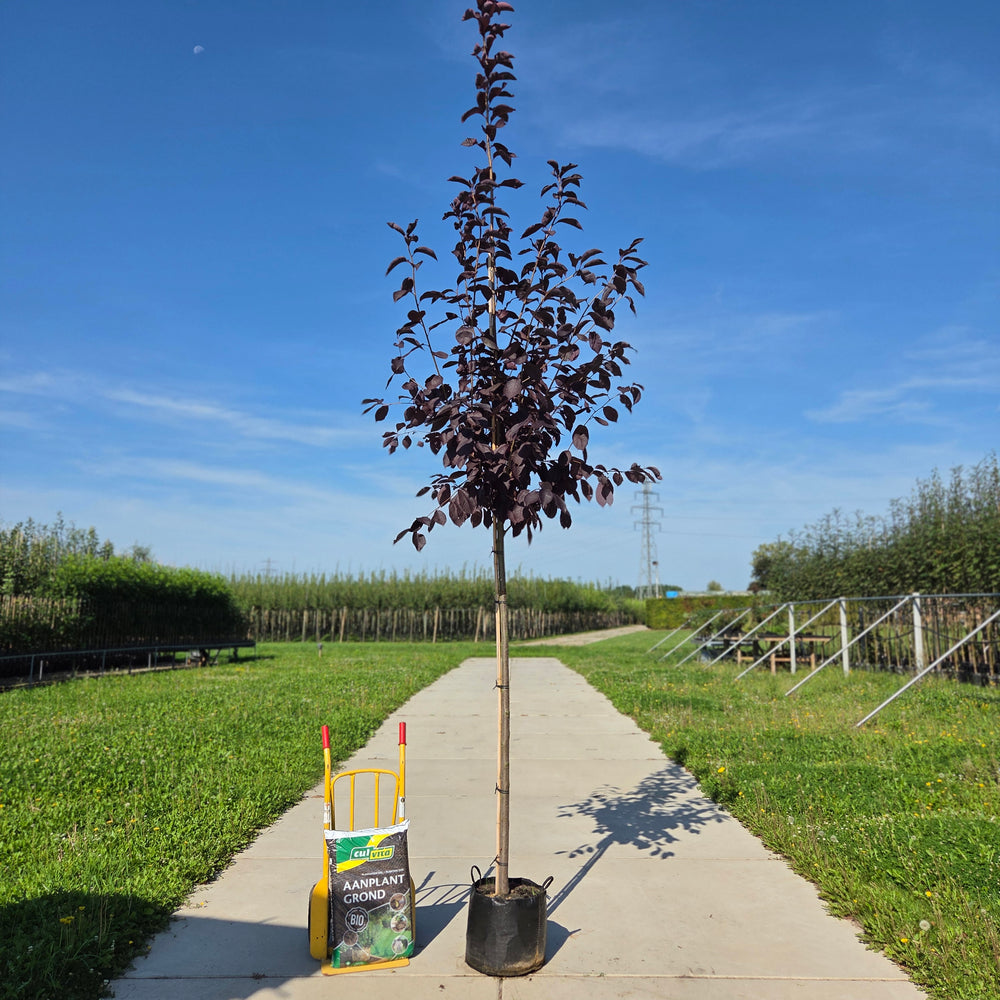 Rode Sierkers (Prunus Canade Red)