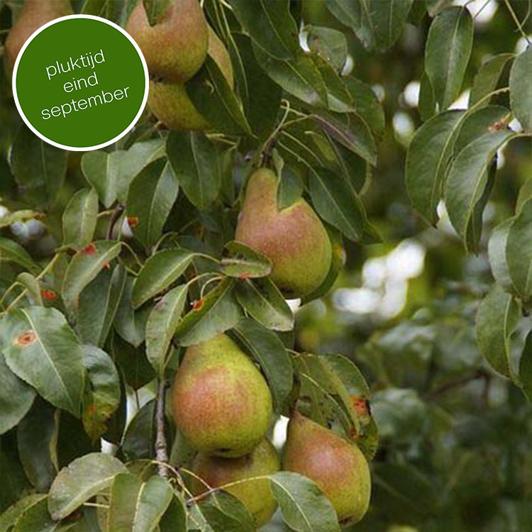 Perenboom Pyrus communis Beurre Hardy (zoet)