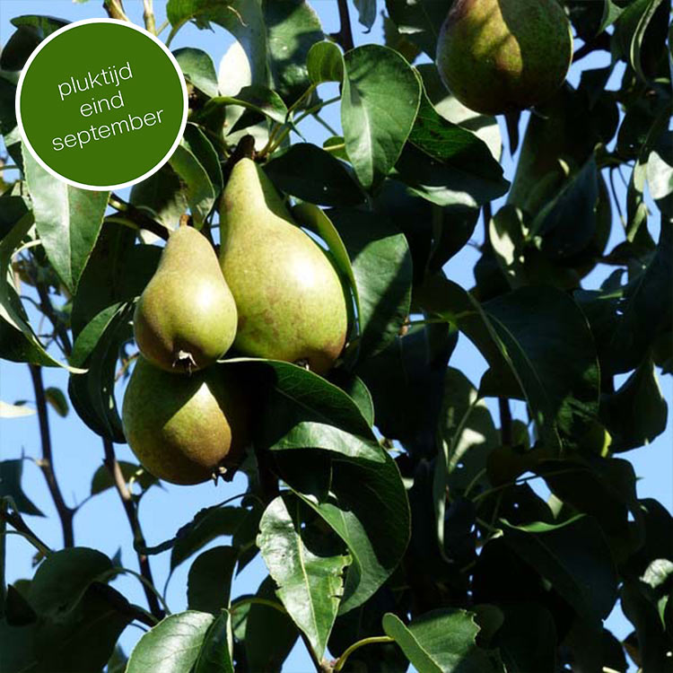 Perenboom Pyrus communis Conference (zoet)