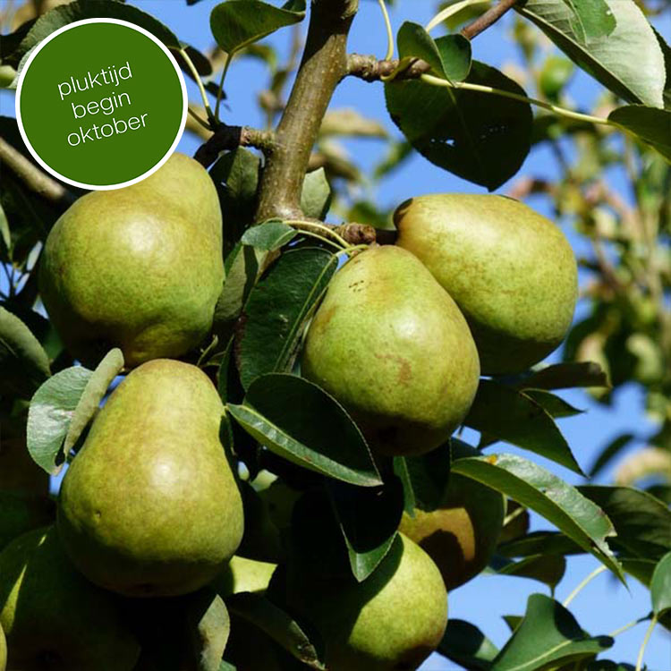 Perenboom Pyrus Doyenne du Comice (zoet)