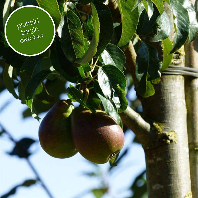Perenboom Pyrus Saint Remy (stoofpeer)