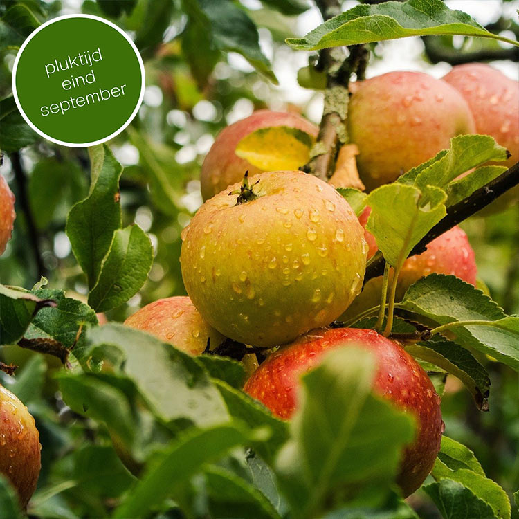 Rode Boskoop appelboom (Goudreinet)