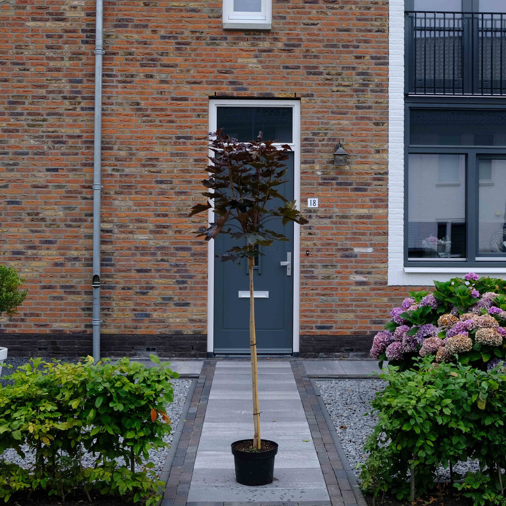 Rode bolesdoorn (Acer platanoides Crimson Sentry)