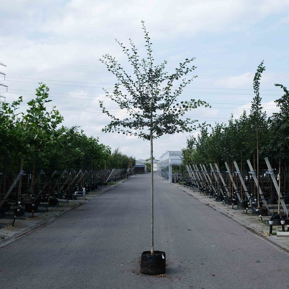 Rode meidoorn Crataegus laevigata Paul's Scarlet