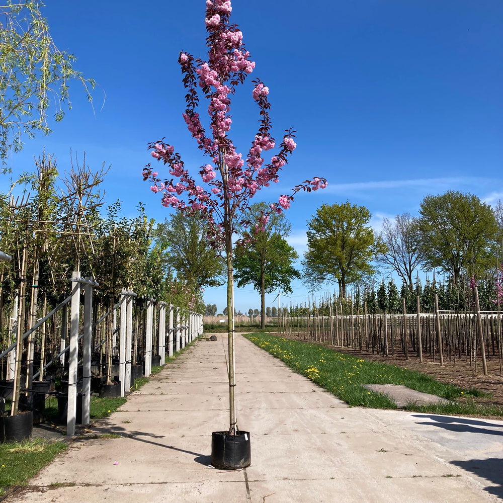 Prunus Royal Burgundy