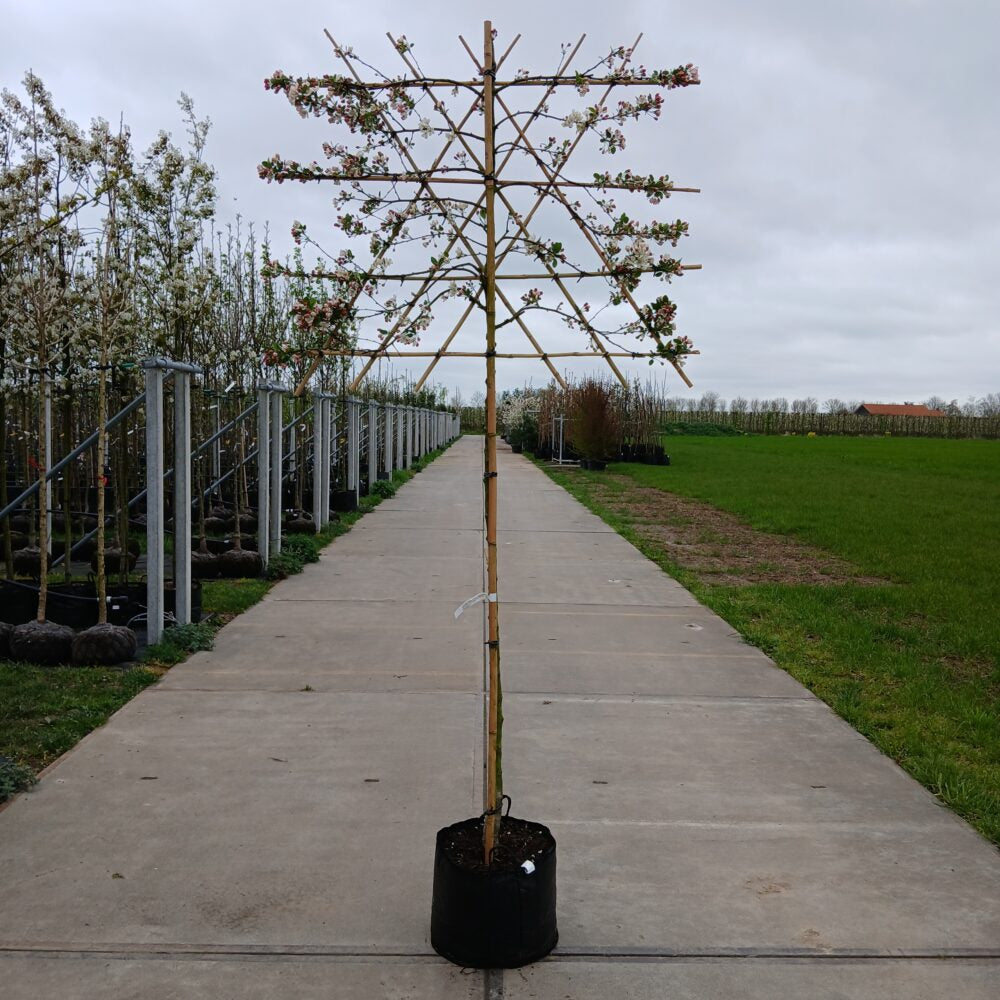 Sierappel leiboom (Malus Evereste)