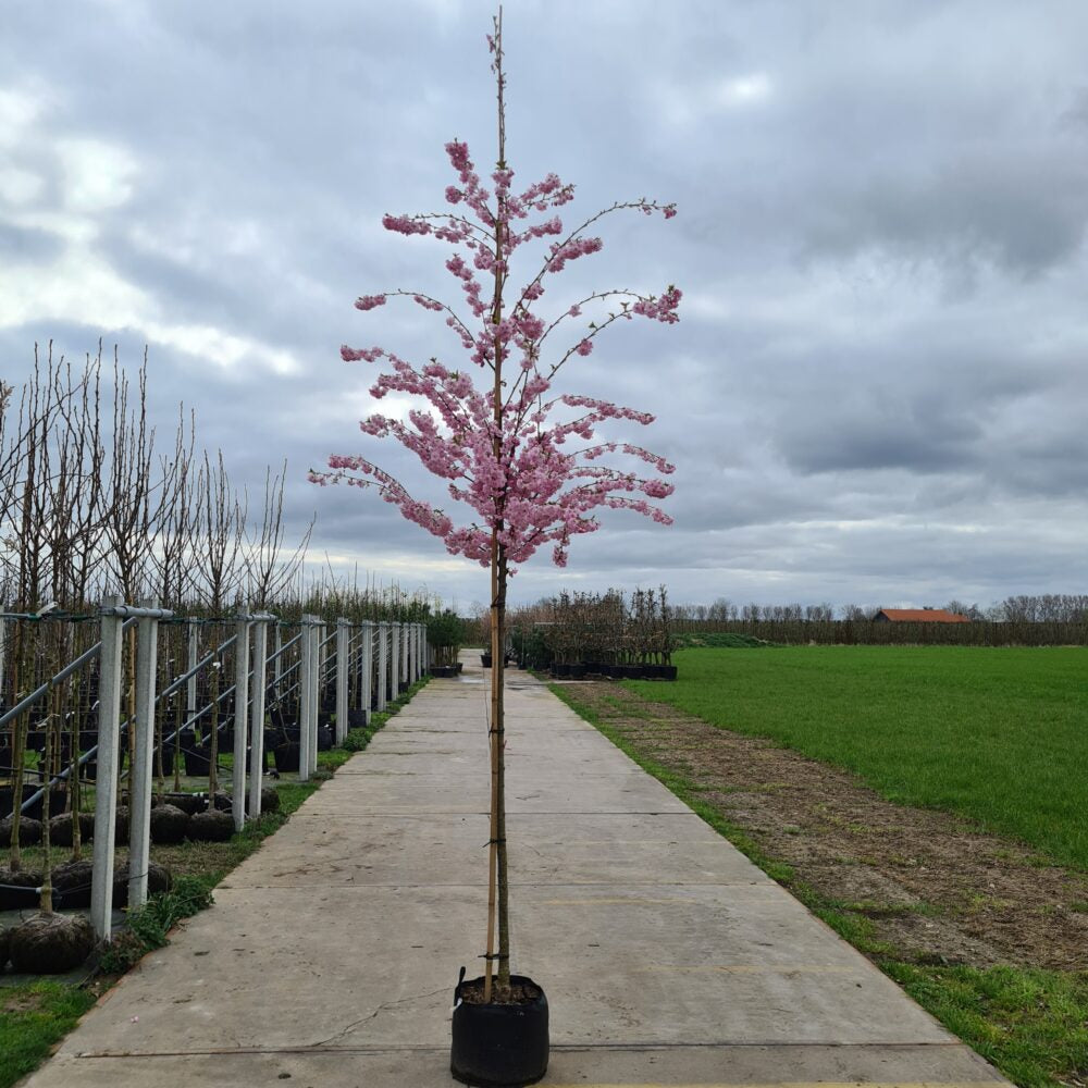 Prunus serrulata Accolade