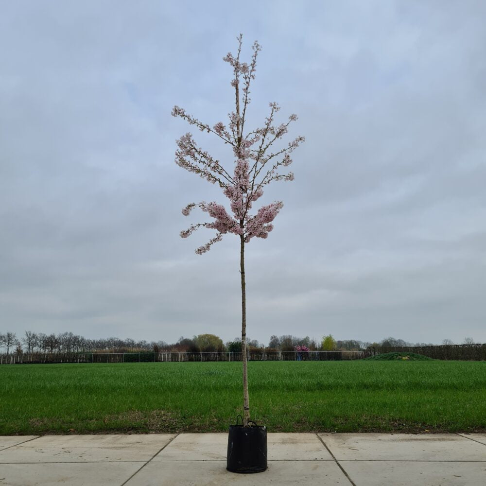 Sierkers (Prunus Yedoensis)