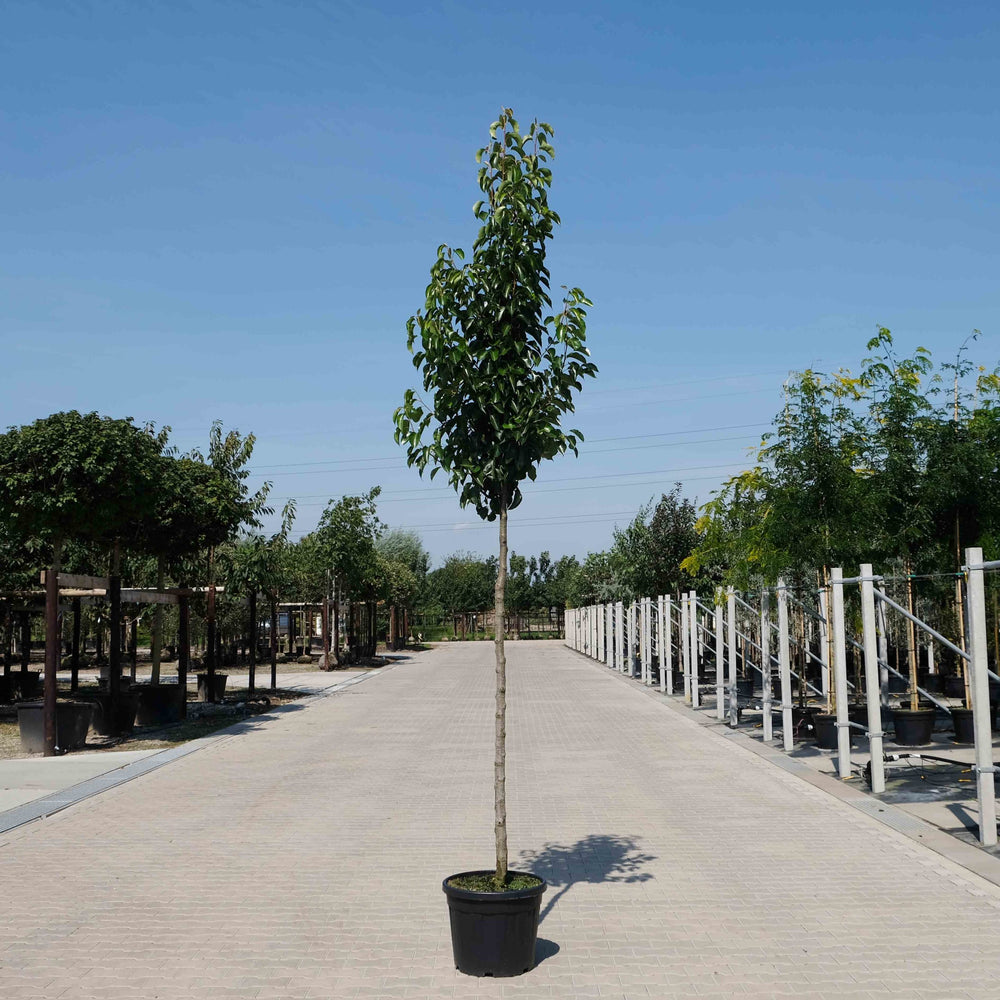 Sierpeer (Pyrus calleryana Chanticleer)