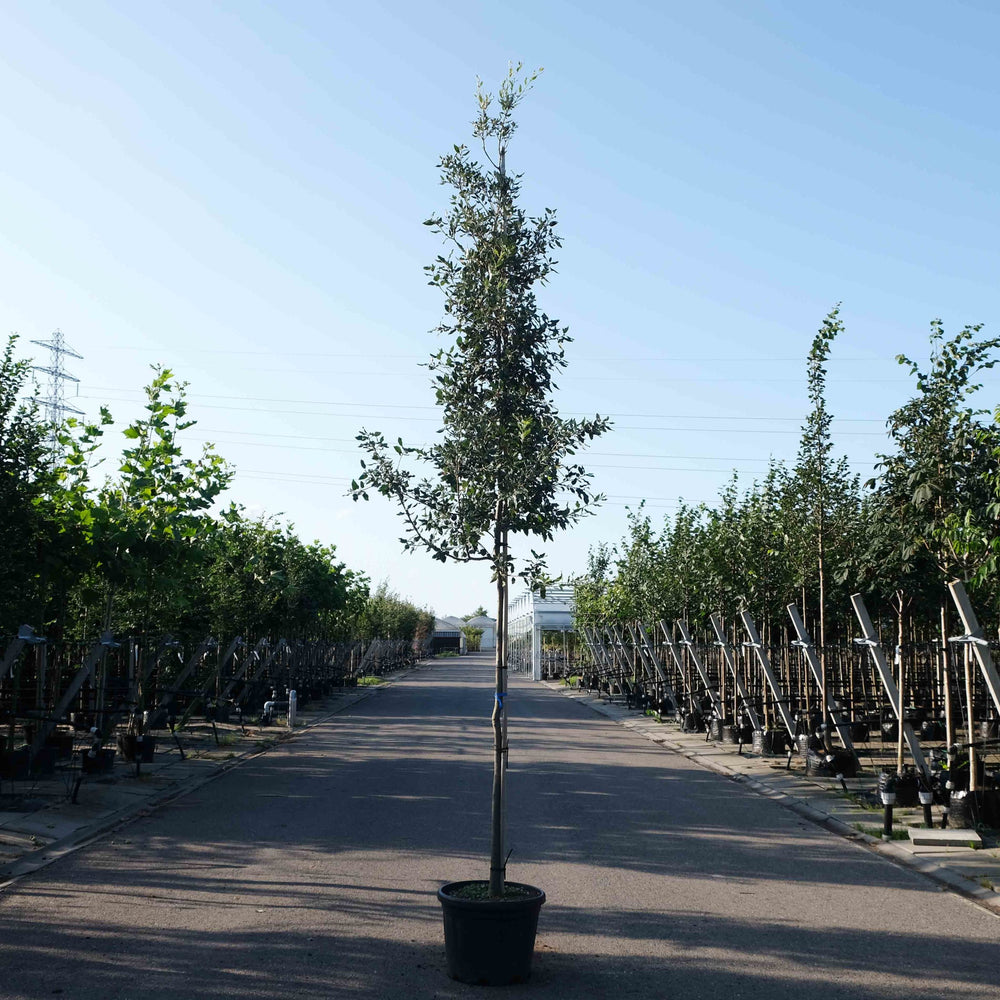 Steeneik (Quercus Ilex) boom