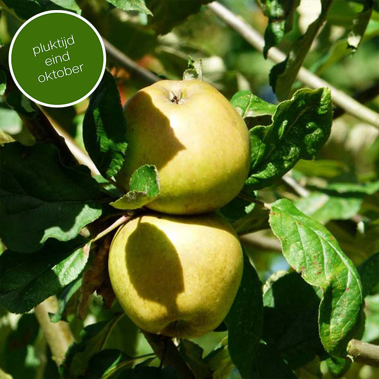 Appelboom Malus domestica Sterappel (zachtzuur)