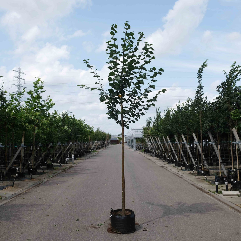 Winterlinde (Tilia cordata Greenspire)