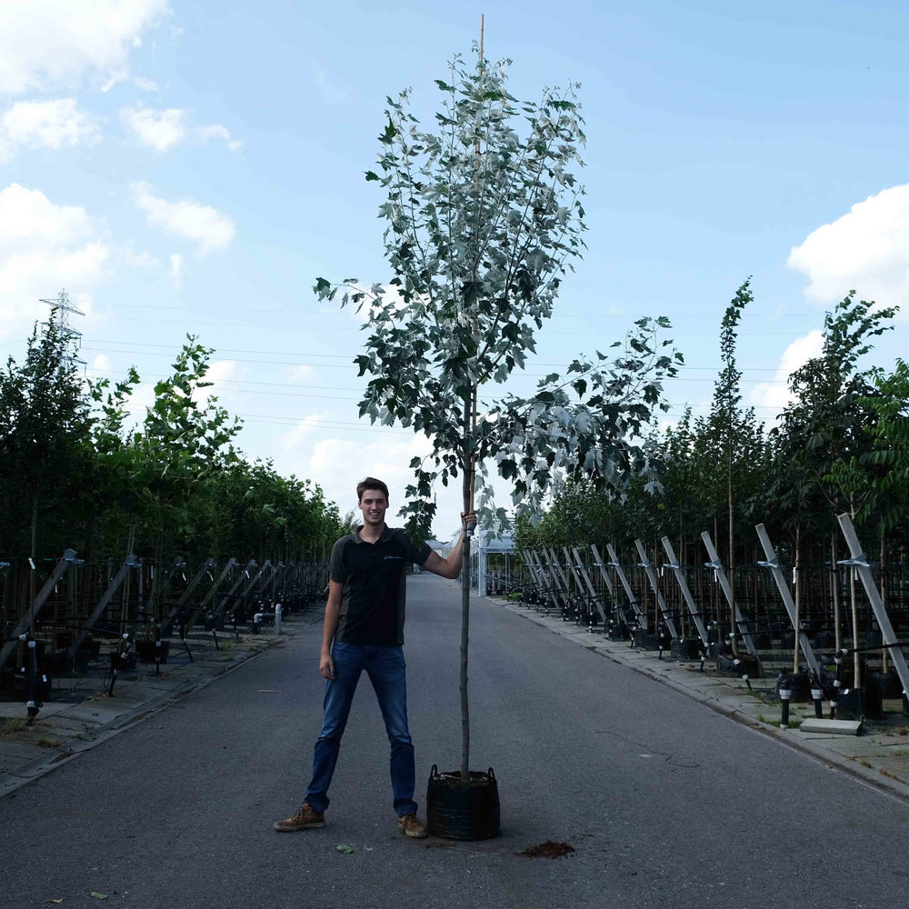 Witte abeel (Populus Alba)
