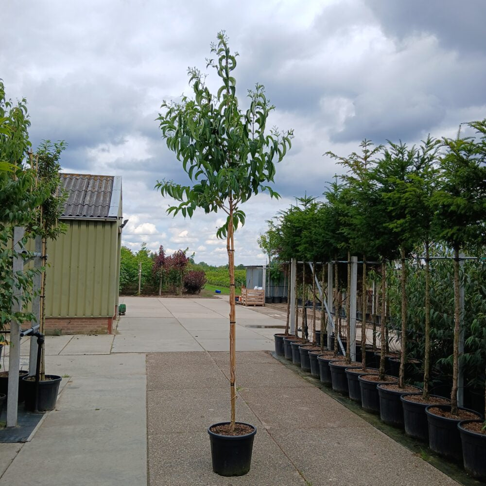 Zevenzonenboom (Heptacodium miconioides) - Main Image