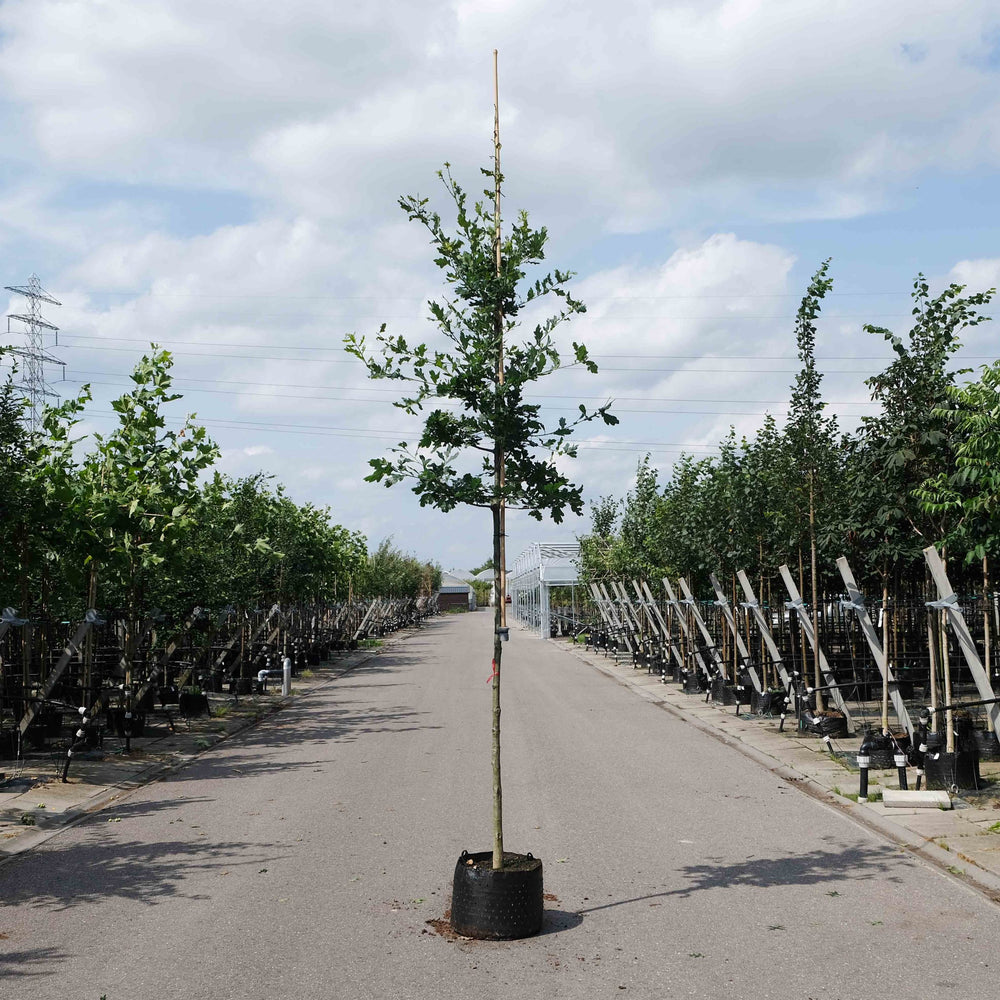 Zomereik (Quercus robur)