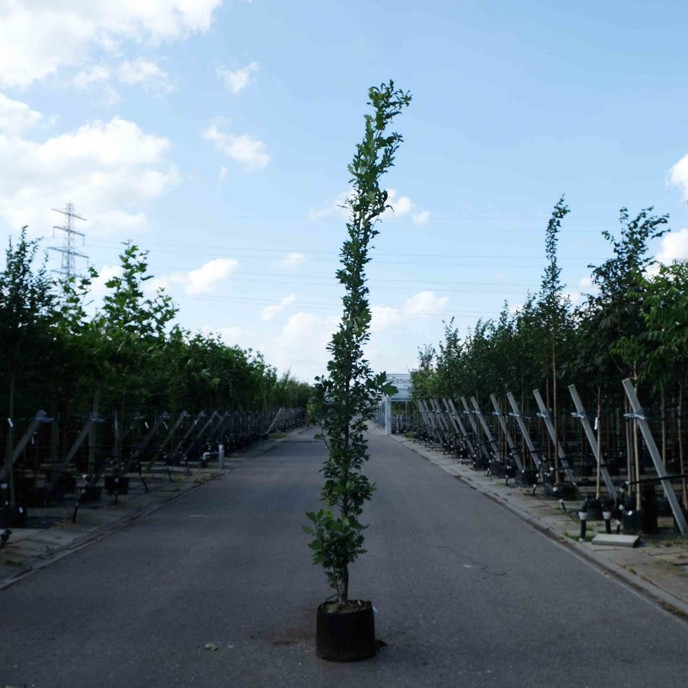 Zuileik (Quercus robur Fastigiata Koster)