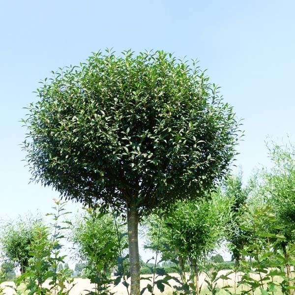 Bolkers (Prunus Eminens Umbraculifera)