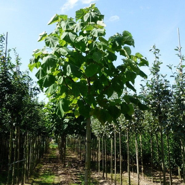 Trompetboom (Catalpa bignonioides)