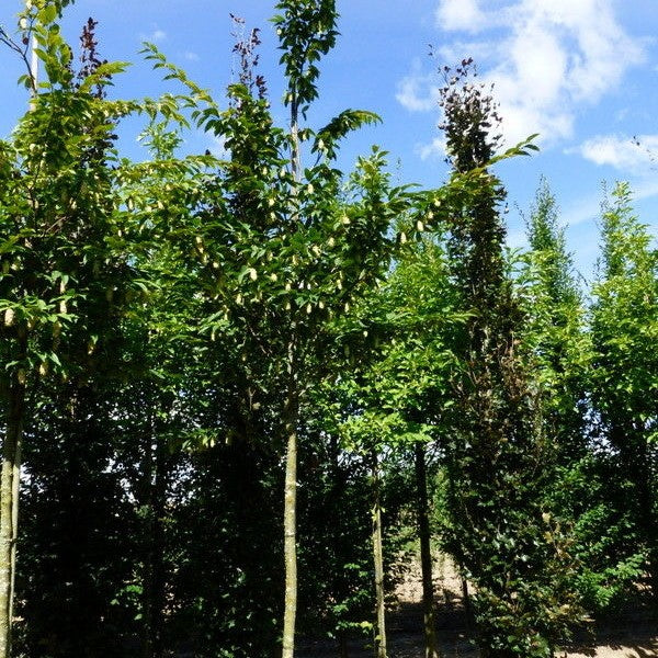 Europese hopbeuk (Ostrya carpinifolia)