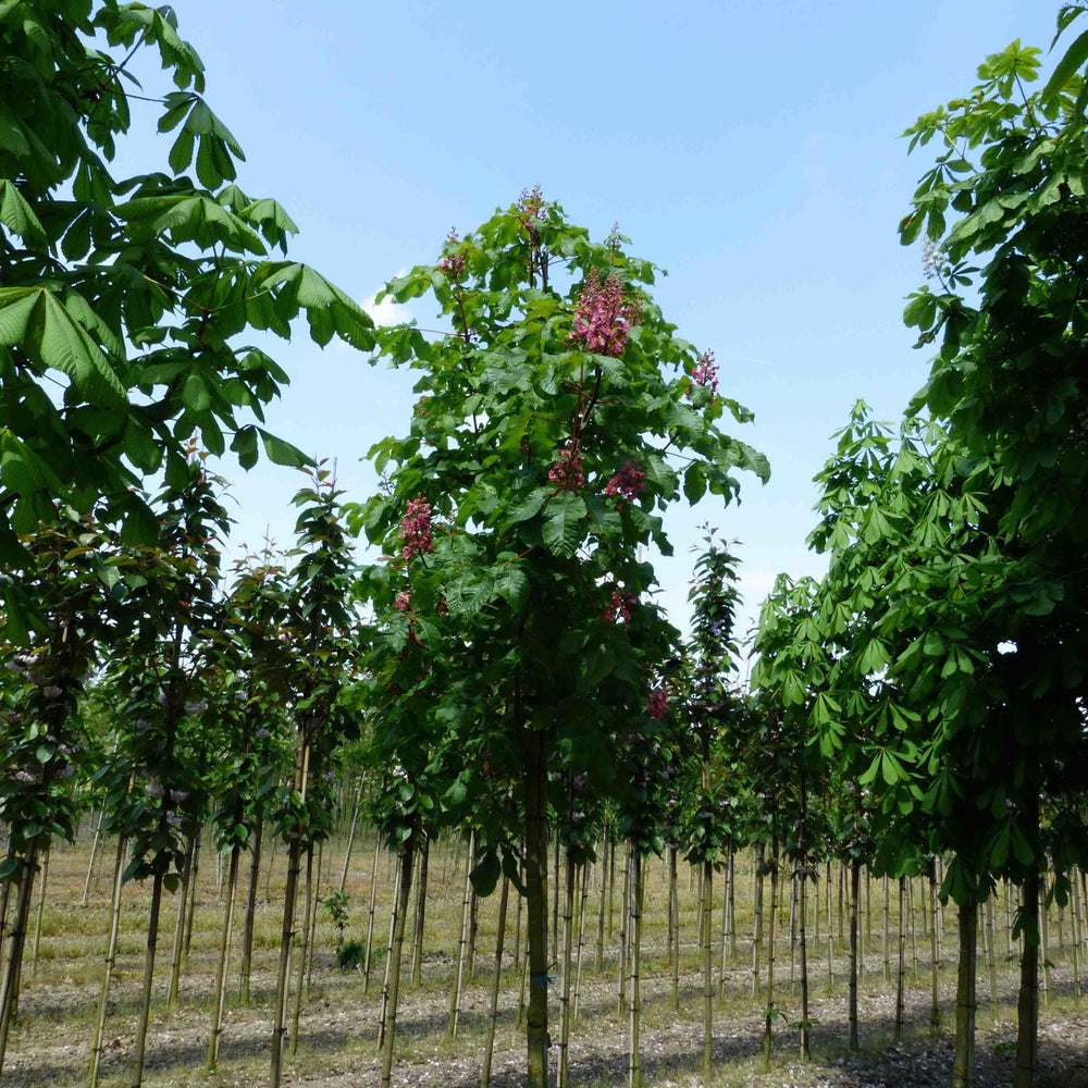 Rode paardenkastanje (Aesculus x carnea Briotii)