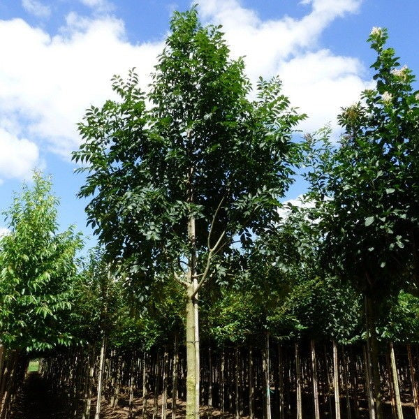 Gewone es (Fraxinus excelsior Westhof's Glorie)