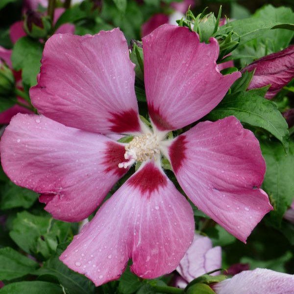 Hibiscus struik (Hibiscus syriacus Woodbridge)