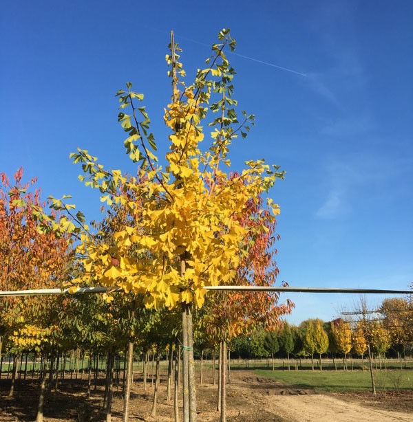 Japanse notenboom (Ginkgo biloba)