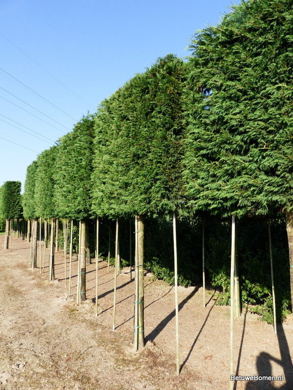 Leiconifeer (Cupressocyparis Leylandii)