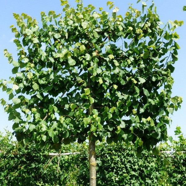 Leilinde | Tilia auropaea Pallida