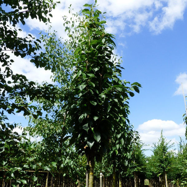 Japanse sierkers (Prunus serrulata Amanogawa)