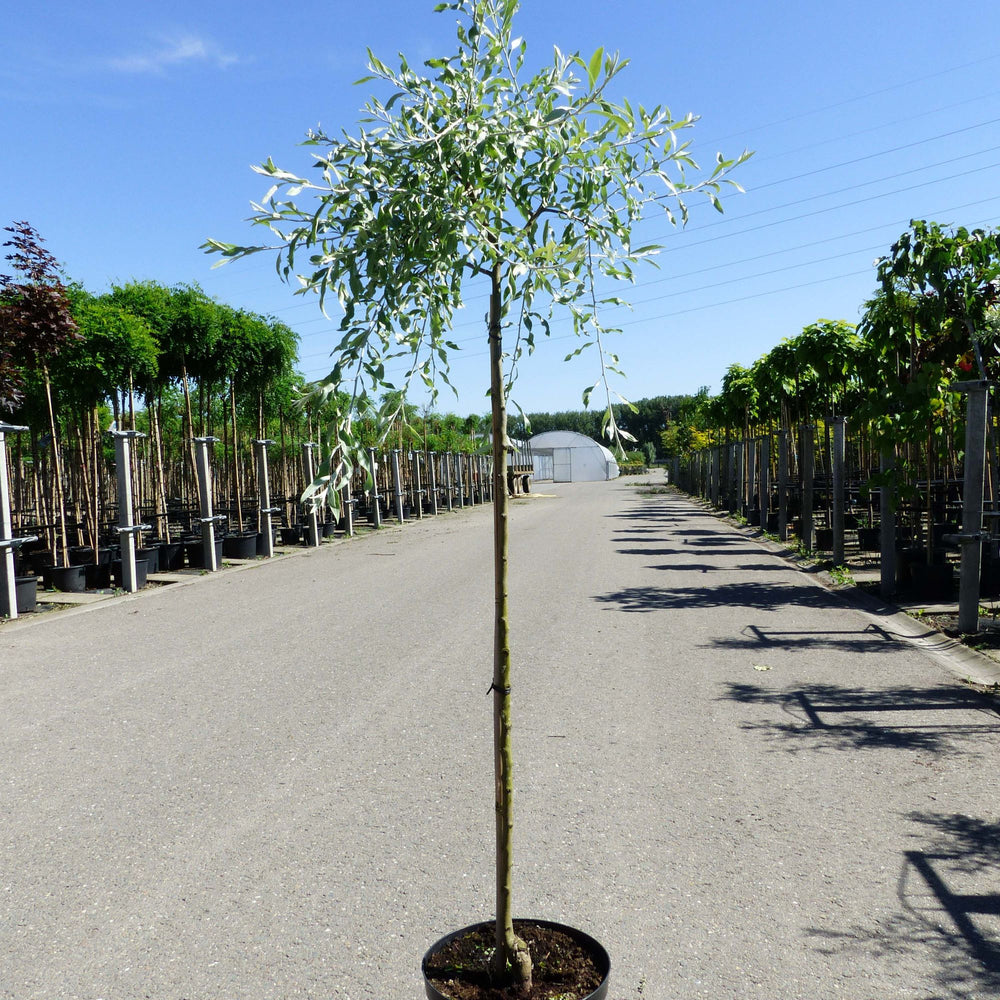 Treursierpeer op stam (Pyrus salicifolia Pendula)