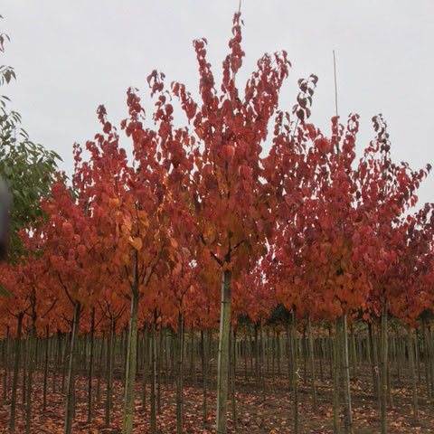 Japanse sierkers (Prunus sargentii)