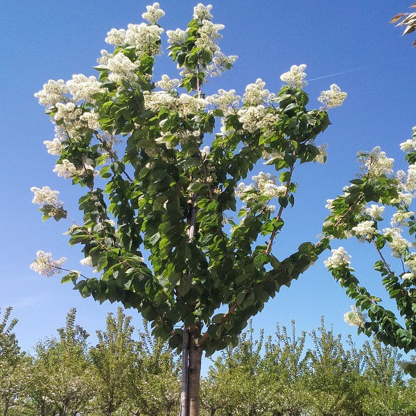 Sierkers (Prunus maackii Amber Beauty)