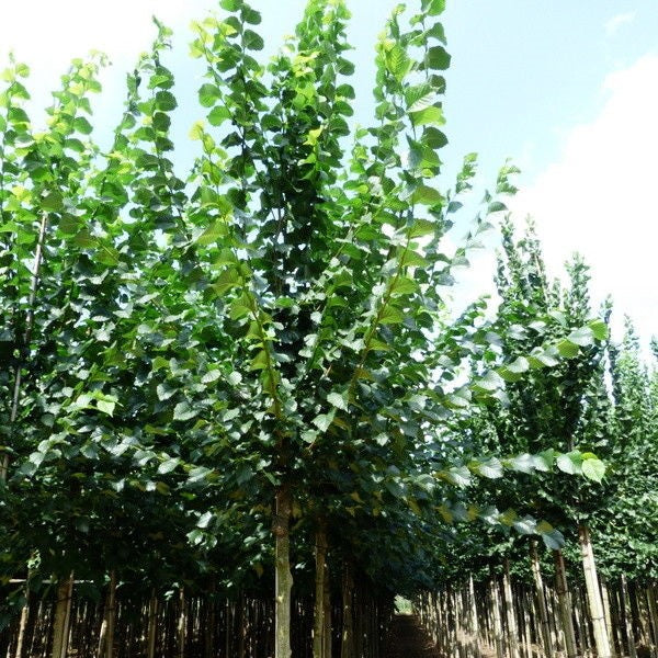 Hollandse iep (Ulmus lobel)