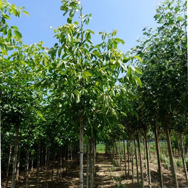 Juglans regia 'Buccaneer'