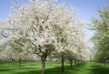 kersen witte bloei