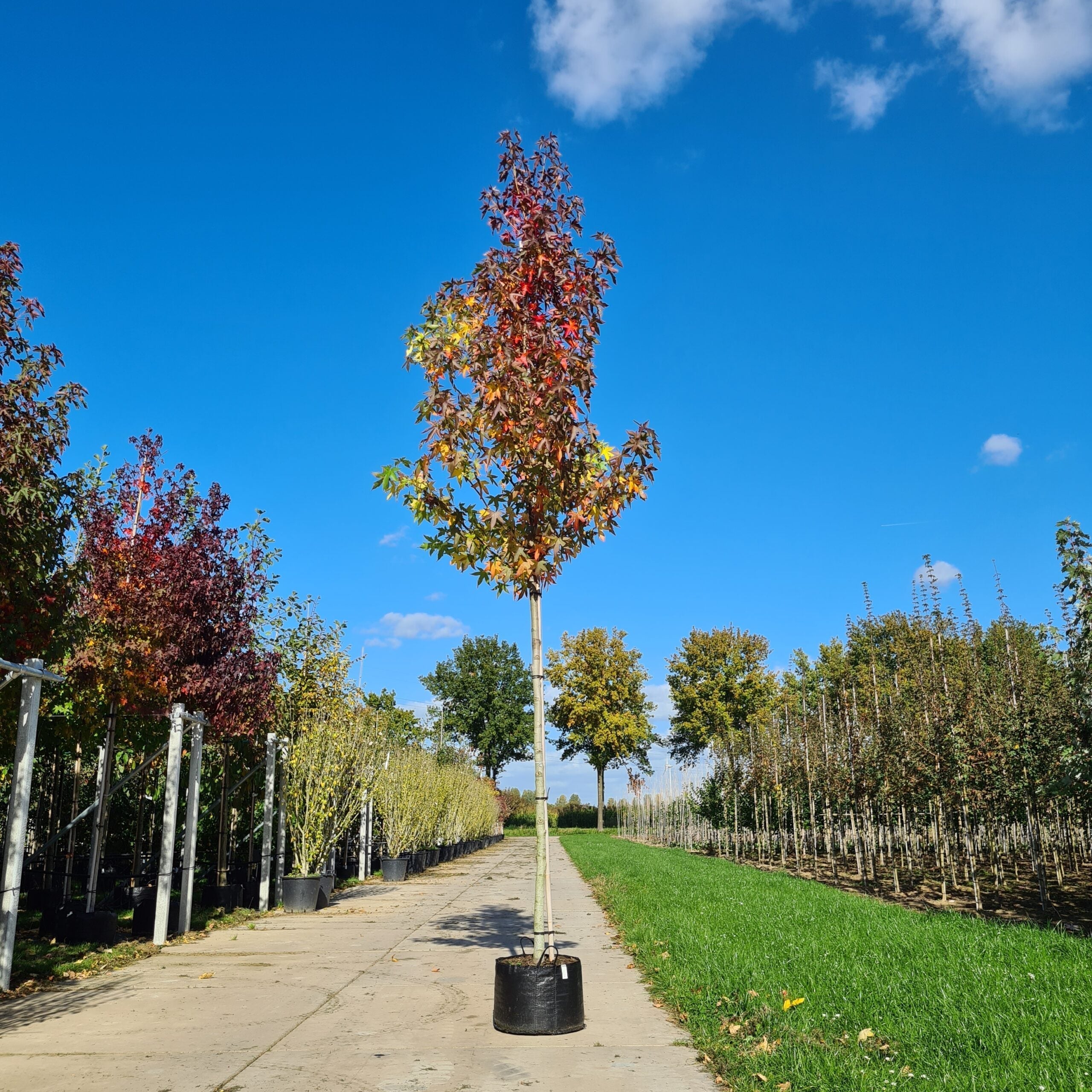 Amberboom verzorgen: water, voeding en snoeien