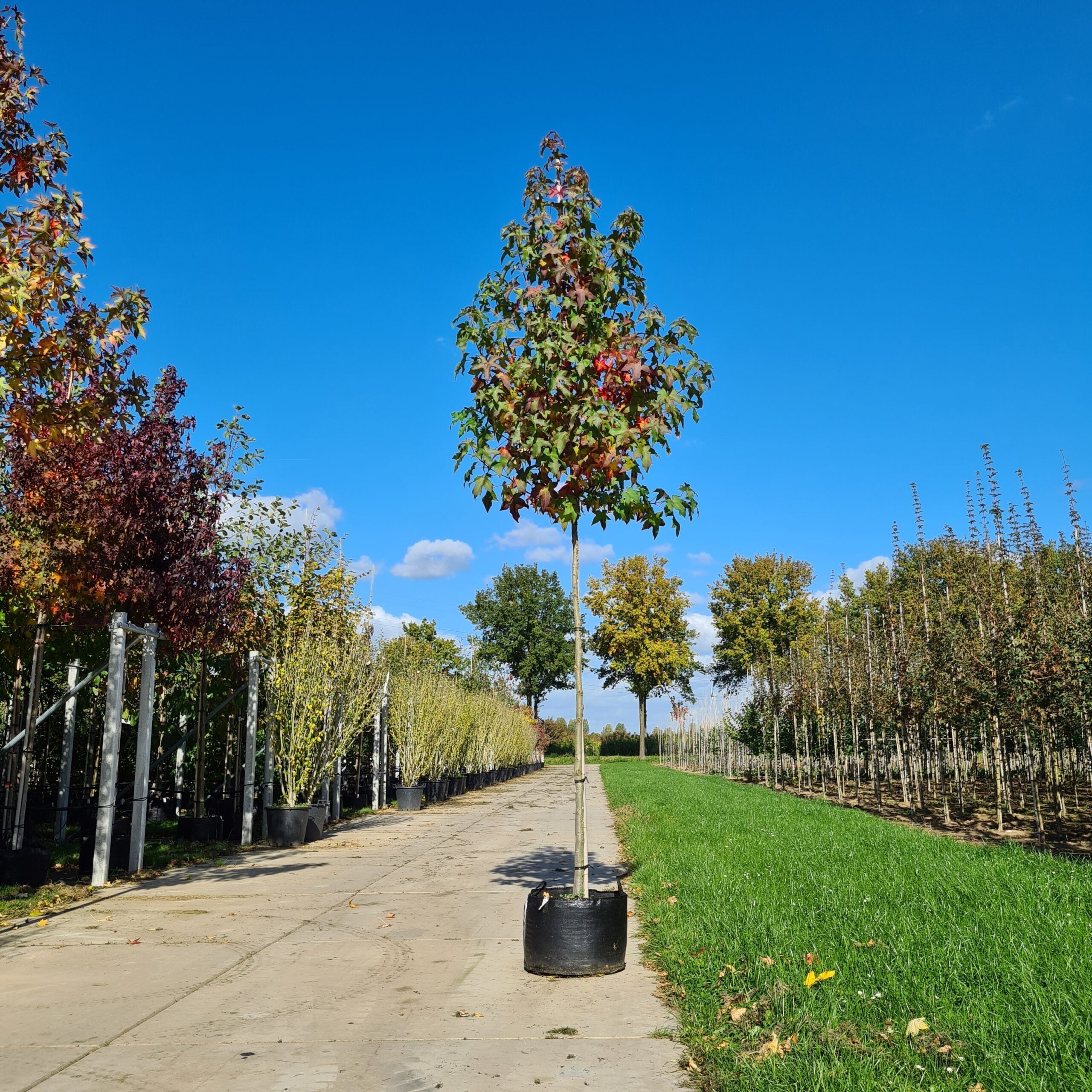 Amberboom planten: stap-voor-stap uitgelegd