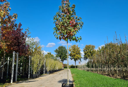 Amberboom planten: stap-voor-stap uitgelegd