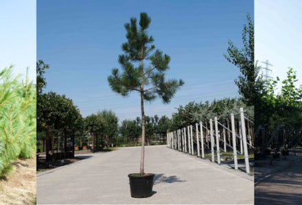 Bladhoudende bomen