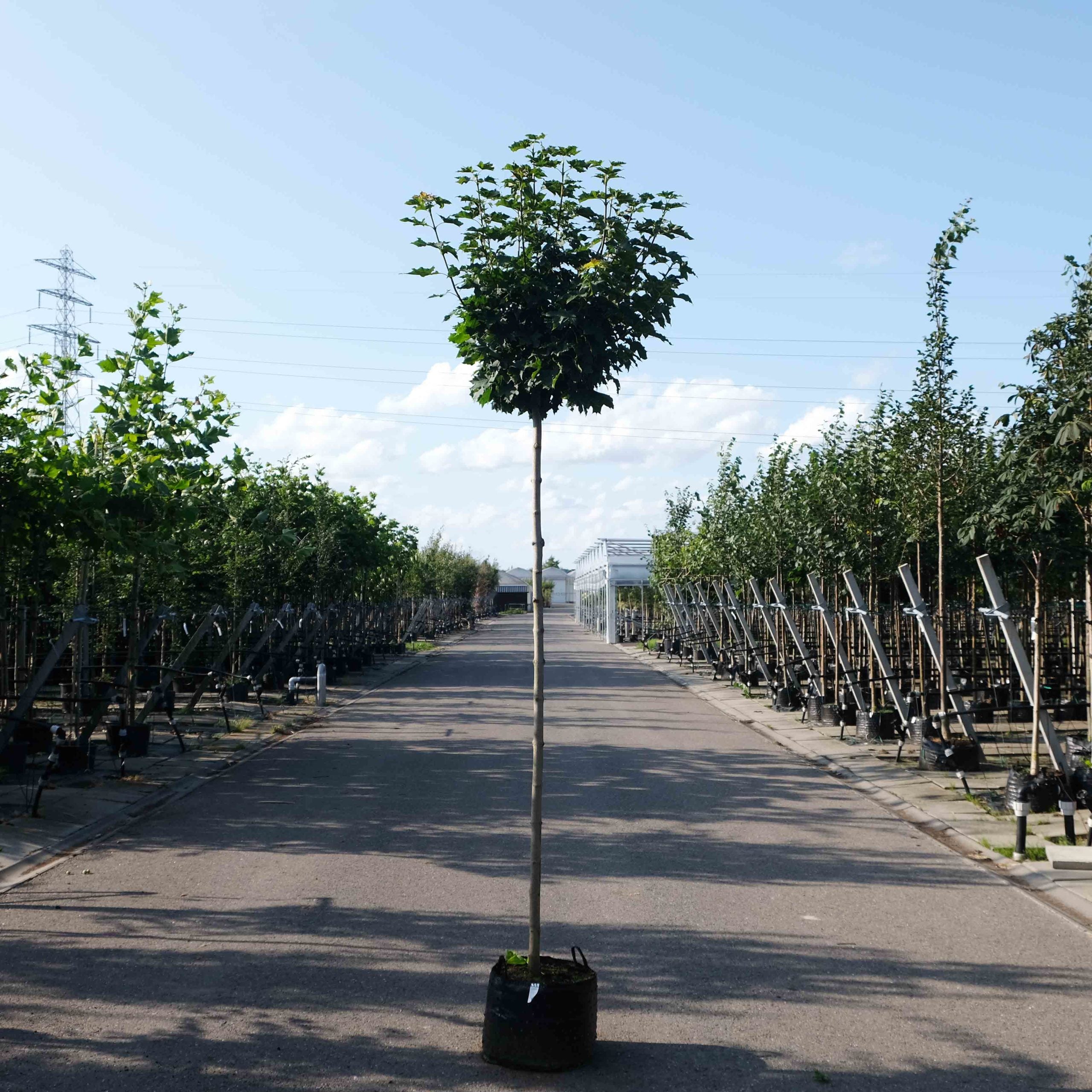 De bolboom snoeien en verzorgen