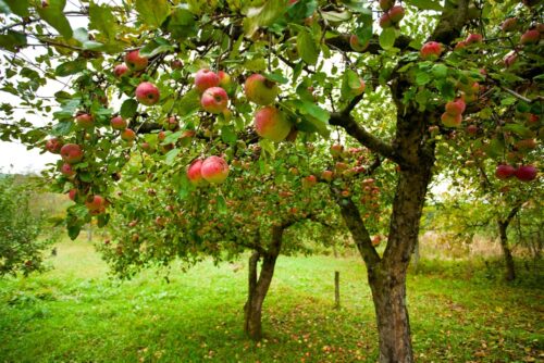 Appelboom planten