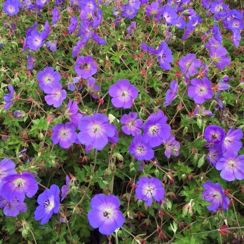 (Het geheim) achter de geraniums