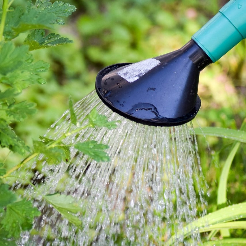 Alles aangeplant, maar wat dan?