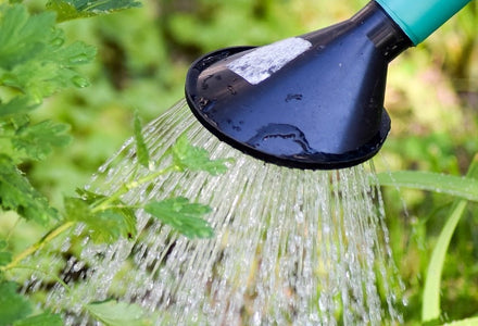 Alles aangeplant, maar wat dan?