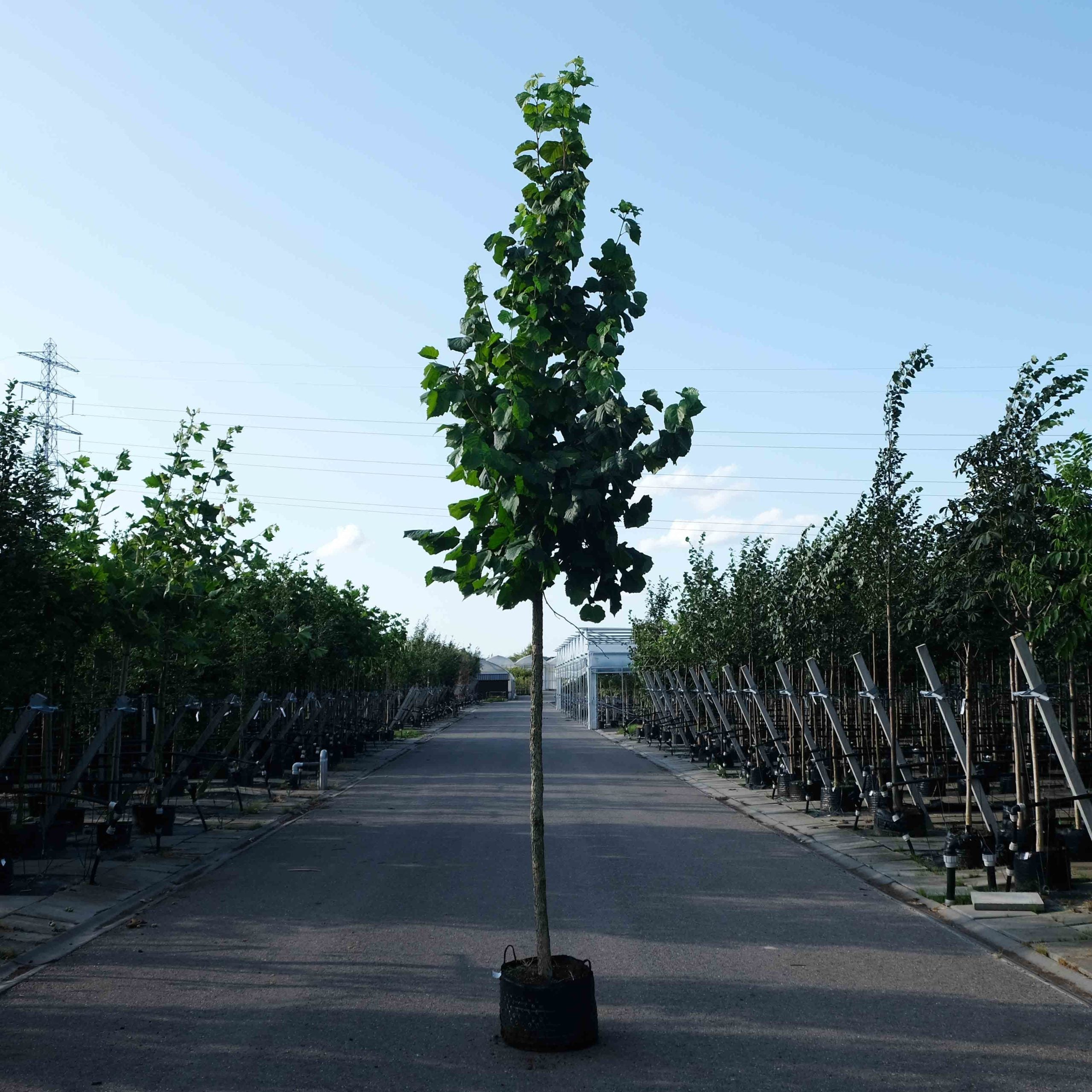 De achtergrond van uw boom