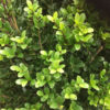 Buxus heeft mot met buxusmot